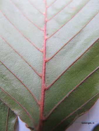  picture  Beuk |Fagus_sylvatica