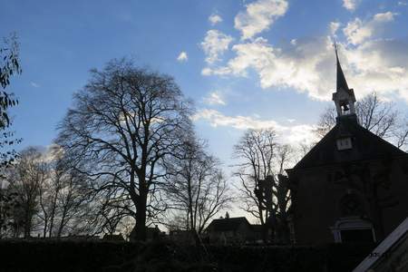  picture  Beuk |Fagus_sylvatica