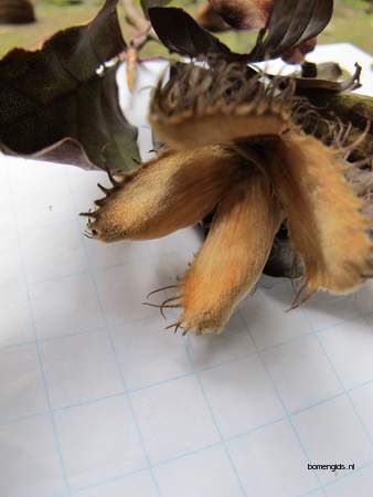  picture  Beuk |Fagus_sylvatica