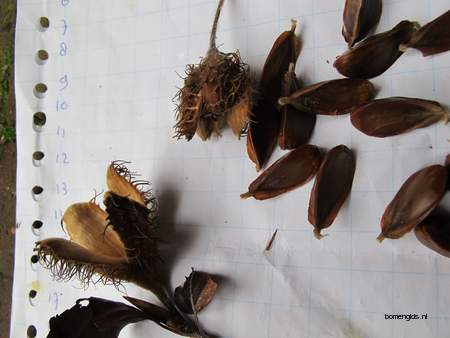  picture  Beuk |Fagus_sylvatica