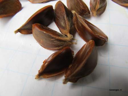  picture  Beuk |Fagus_sylvatica