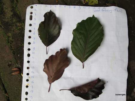  picture  Beuk |Fagus_sylvatica