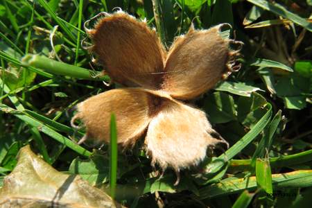  picture  Beuk |Fagus_sylvatica