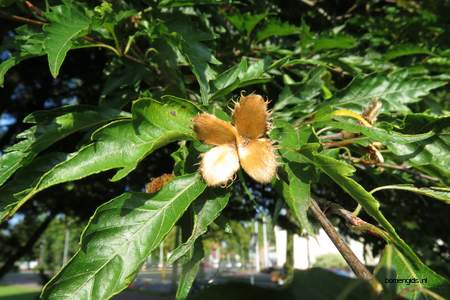  picture  Beuk |Fagus_sylvatica