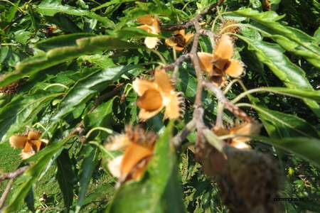  picture  Beuk |Fagus_sylvatica