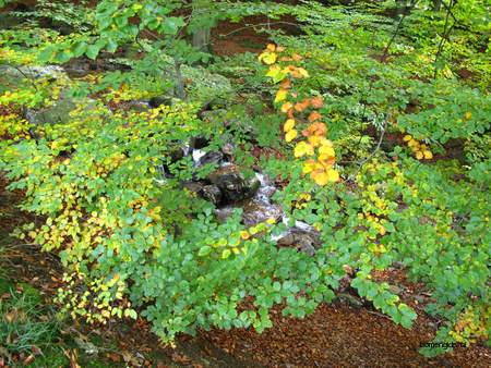  picture  Beuk |Fagus_sylvatica