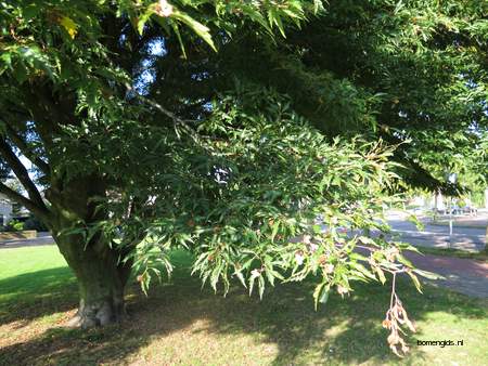  picture  Beuk |Fagus_sylvatica