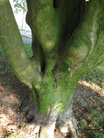  picture  Beuk |Fagus_sylvatica