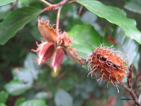  picture  Beuk |Fagus_sylvatica