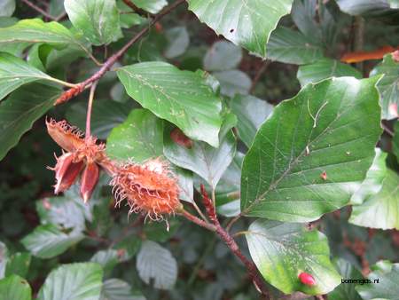  picture  Beuk |Fagus_sylvatica