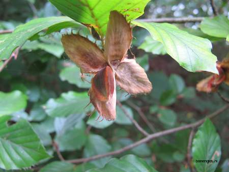  picture  Beuk |Fagus_sylvatica