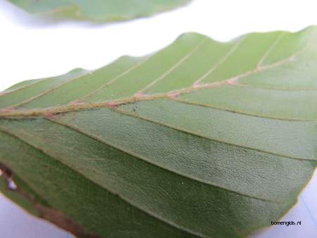  picture  Beuk |Fagus_sylvatica