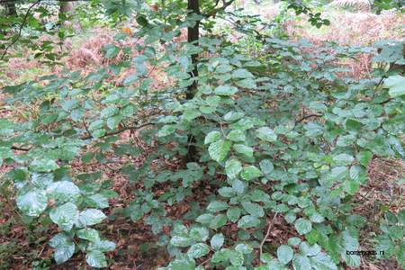  picture  Beuk |Fagus_sylvatica