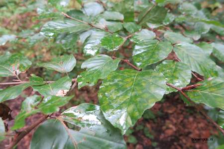  picture  Beuk |Fagus_sylvatica