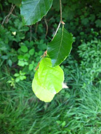  picture  Beuk |Fagus_sylvatica
