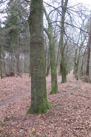  picture  Beuk |Fagus_sylvatica