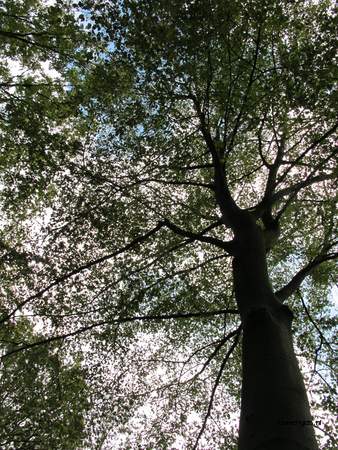  picture  Beuk |Fagus_sylvatica