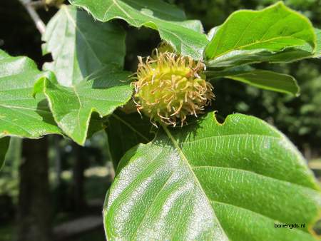  picture  Beuk |Fagus_sylvatica