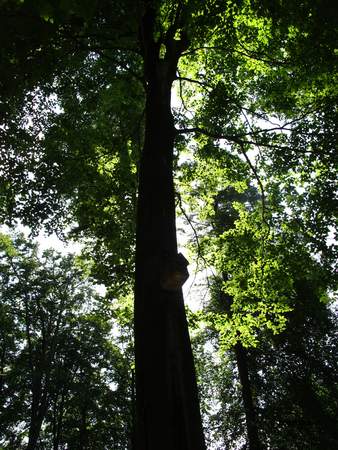  picture  Beuk |Fagus_sylvatica