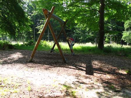  picture  Beuk |Fagus_sylvatica