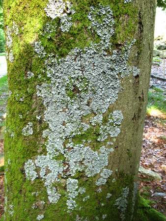  picture  Beuk |Fagus_sylvatica