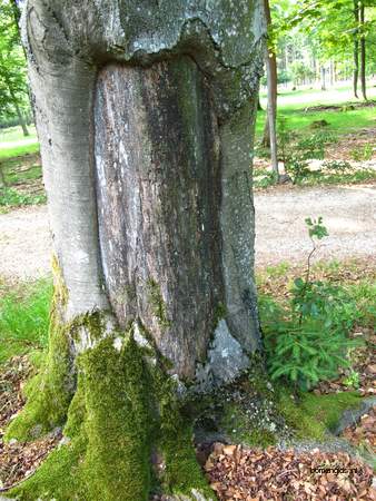  picture  Beuk |Fagus_sylvatica