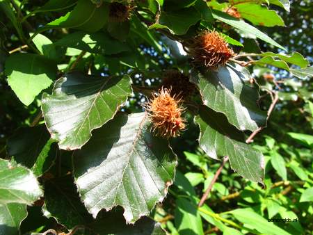  picture  Beuk |Fagus_sylvatica