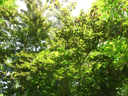  picture  Beuk |Fagus_sylvatica