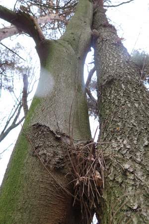  picture  Beuk |Fagus_sylvatica