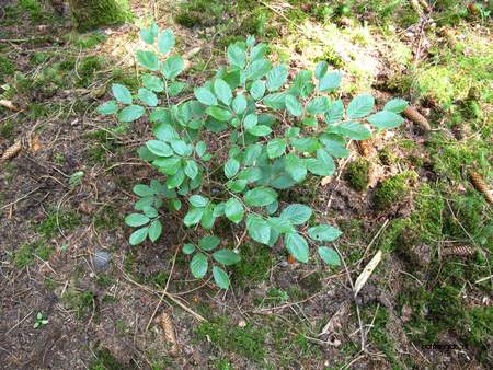  picture  Beuk |Fagus_sylvatica