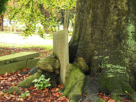  picture  Beuk |Fagus_sylvatica