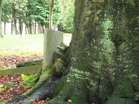  picture  Beuk |Fagus_sylvatica