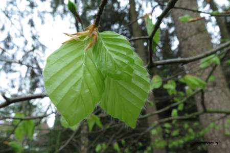  picture  Beuk |Fagus_sylvatica