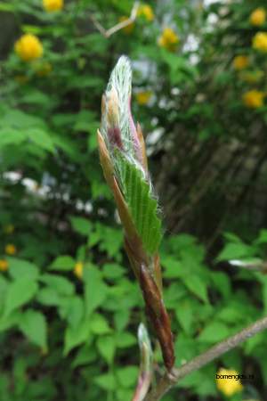  picture  Beuk |Fagus_sylvatica