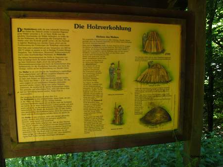  picture  Beuk |Fagus_sylvatica