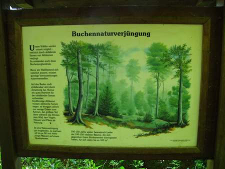  picture  Beuk |Fagus_sylvatica