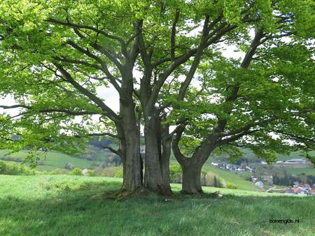  picture  Beuk |Fagus_sylvatica