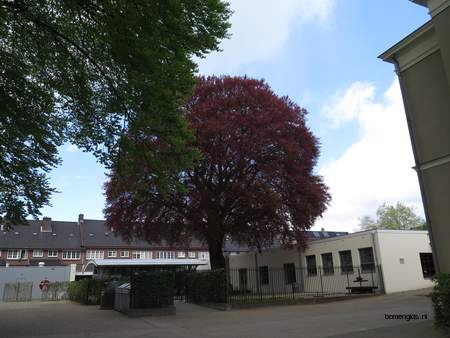  picture  Beuk |Fagus_sylvatica