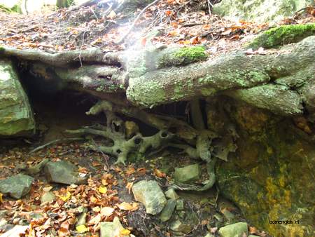  picture  Beuk |Fagus_sylvatica