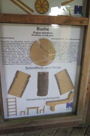  picture  Beuk |Fagus_sylvatica