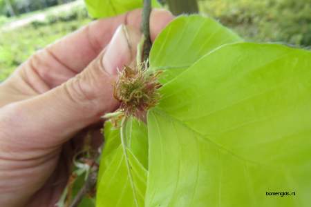  picture  Beuk |Fagus_sylvatica