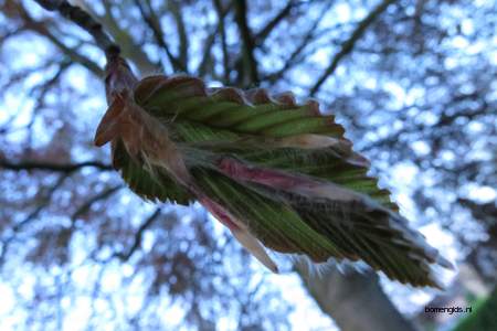  picture  Beuk |Fagus_sylvatica