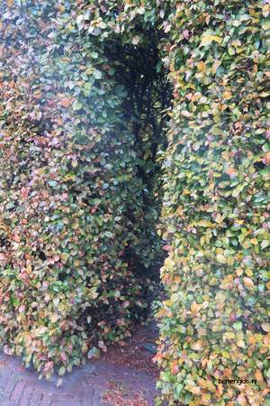  picture  Beuk |Fagus_sylvatica