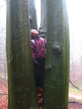  picture  Beuk |Fagus_sylvatica