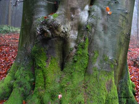  picture  Beuk |Fagus_sylvatica