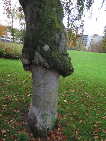  picture  Beuk |Fagus_sylvatica