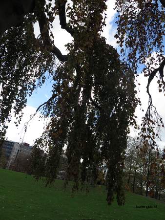  picture  Beuk |Fagus_sylvatica