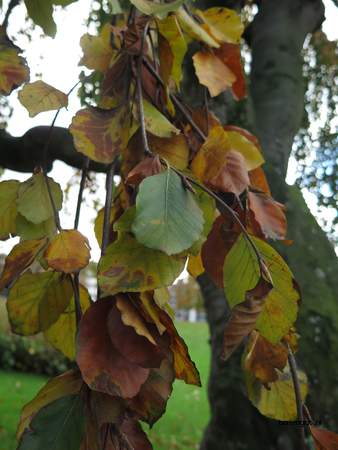  picture  Beuk |Fagus_sylvatica