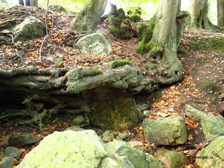  picture  Beuk |Fagus_sylvatica