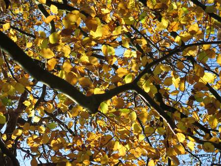  picture  Beuk |Fagus_sylvatica